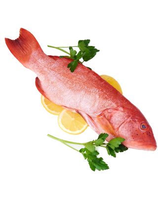 Red Grouper 