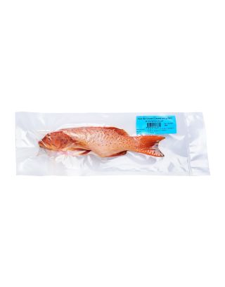 Red Grouper 