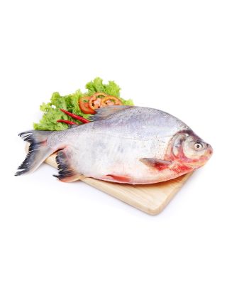 Black Pomfret