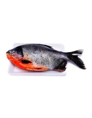 Black Pomfret