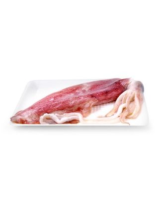 Fresh squid